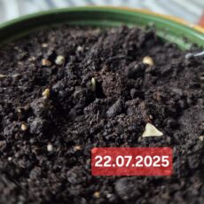 Palma, Daktylowiec właściwy, sadzonka 2025