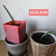 Palma, Daktylowiec właściwy, sadzonka 2026